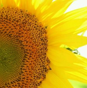 Meet your Posher, Wanda